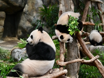HK's panda twins get bigger playground
