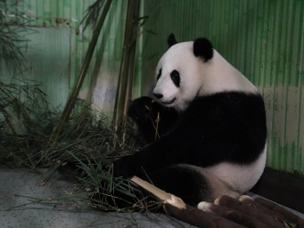 Giant panda pair from Malaysia arrives in Sichuan
