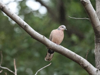 上海北外滩滨江绿地：飞鸟云集展现都市生态之美