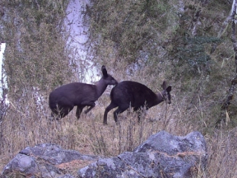 四川首次发现国家一级保护动物黑麝分布