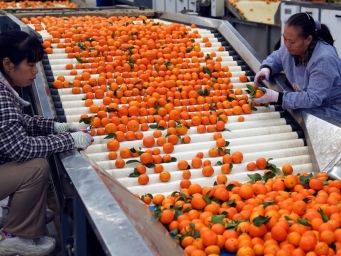 云南华宁：柑橘产业助增收