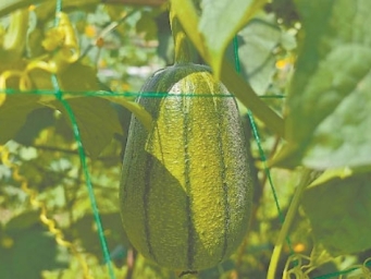 宝岛新品种 山城结硕果